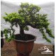 Lohansung Cincuan (Podocarpus sp)